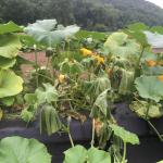 Bacterial wilt in winter squash. Photo: G. Higgins, UMass Vegetable Program