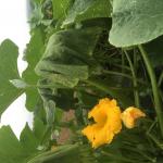 Bacterial wilt in winter squash. Photo: G. Higgins, UMass Vegetable Program