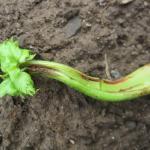 Stem lesions caused by celery anthracnose. Photo: UMass Extension Vegetable Program