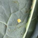Cross-striped cabbageworm egg mass on the underside of a cabbage leaf. Photo: G. Higgins