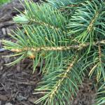 Spore dispersal from one-year-old needles corresponds with budbreak on blue spruce (Picea pungens) from early to late May