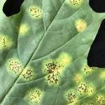 Giant tar spot of Norway maple (Acer platanoides) caused by Rhytisma acerinum. The large, black leaf spots form when several small spots expand and coalesce. Photo by N. Brazee