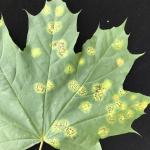 Giant tar spot of Norway maple (Acer platanoides) caused by Rhytisma acerinum. The large, black leaf spots form when several small spots expand and coalesce. Photo by N. Brazee