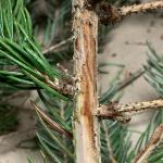 Brown discoloration of the vascular tissue caused by Phomopsis on a Norway spruce (Picea abies). Photo by N. Brazee