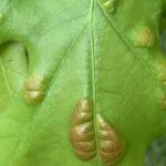 Reddening oak leaf blister lesions on a northern red oak (Quercus rubra). Photo by N. Brazee.