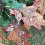 Advanced symptoms of Tubakia leaf blotch on a northern red oak (Quercus rubra). Photo by N. Brazee