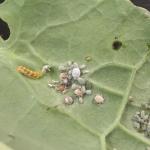 Syrphid fly larva feeding on cabbage aphids. Photo: G. Higgins
