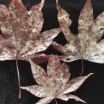 White-colored, powdery coating of fungal mycelia on the foliage of a Japanese maple (Acer palmatum). Photo by N. Brazee