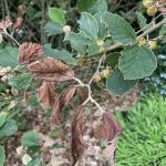 Blighted foliage due to Phyllosticta leaf blotch on witchhazel (Hamamelis) caused by Phyllosticta hamamelidis. Photo by N. Brazee