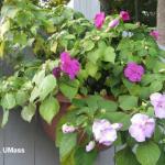 Impatiens Downy Mildew - note yellowed leaves