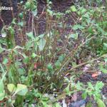 Impatiens Downy Mildew in landscape