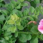 Iron deficiency on Petunia