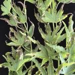 Marginal blight and leaf curling on a Japanese maple (Acer palmatum) due to anthracnose. Photo by N. Brazee