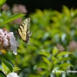 Butterfly on Kalmia (Mountain Laurel)