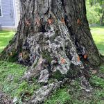 Fruiting bodies of Kretzschmaria deusta on a sugar maple (Acer saccharum) being evaluated using sonic tomography. Photo by N. Brazee