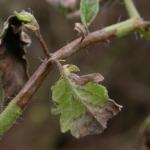 Late blight on tomato