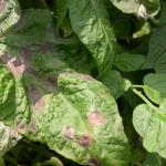 Late blight on tomato (photo from UMass Extension Vegetable website)
