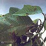 Xanthomonas campestris pv. poinsetticola on poinsettia