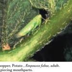 Leafhopper, Potato, Empoasca fabae, adult.