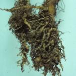 Galls caused by root knot nematodes on lettuce roots. Photo: R. L. Wick