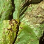 Septoria leaf blight. Photo: R. L. Wick