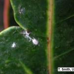 Longtailed Mealybug