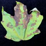 Irregularly-shaped, angular leaf spots caused by Discula on sugar maple (Acer saccharum). Photo by N. Brazee