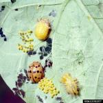 Mexican Bean Beetle adult, eggs, and larvae