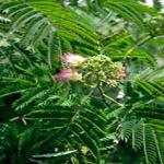 Albizia (a.k.a. silk tree), the original host for the mimosa webworm. (Photo: R. Childs)