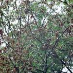 Many injured leaves from feeding by the mimosa webworm (Photo: R. Childs)