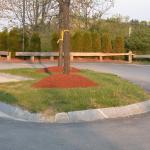 Example of over-application of mulch or "volcano" around the base of trees.