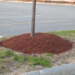 Over-application of mulch around base of tree
