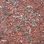 Bird's nest fungi growing on mulch