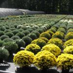 Garden mums on drip irrigation