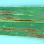 Northern corn leaf blight lesions on corn foliage. Photo: R. L. Wick