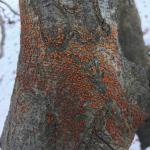 Orange-colored erumpent pads produced by Nectria cinnabarina on a weeping European beech (Fagus sylvatica 'Pendula'). Photo by N. Brazee