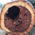 Advanced brown rot caused by Niveoporofomes spraguei within the trunk of a black oak (Quercus velutina). Photo by N. Brazee