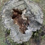 Mature conks of Niveoporofomes spraguei in the heartwood of a red oak (Quercus rubra) stump. Photo by N. Brazee