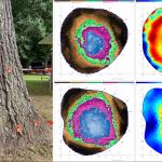 Sampling locations (left), sonic tomograms (center) and electrical resistance tomograms (right) on a black oak (Quercus velutina) infected by Niveoporofomes spraguei. Decay (non-brown in sonic tomograms) with a cavity (dark red in electrical resistance tomograms) was predicted. Photos by N. Brazee