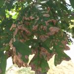 Oak leaf blister caused by Taphrina caerulescens on bur oak (Quercus macrocarpa). Photo by N. Brazee.