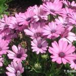 Osteospermum