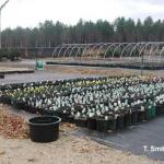 Cleaning plants prior to overwintering