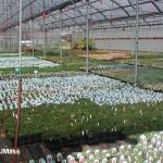 Overwintering perennials in a greenhouse