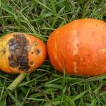 Anthracnose lesions on kabocha squash fruit. Photo: K. Campbell-Nelson