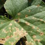 Anthracnose leaf spots on cucumber. Photo: K. Campbell-Nelson