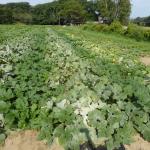 Powdery mildew symptoms in the field. Photo: UMass Extension Vegetable Program