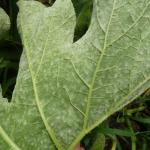 Powdery mildew on winter squash foliage. Photo: UMass Extension Vegetable Program