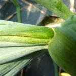 Thrips are found in between leaf blades