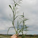 Culms of fall Panicum