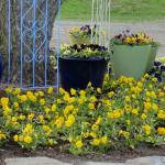Pansies in containers and ground - cold tolerant annual